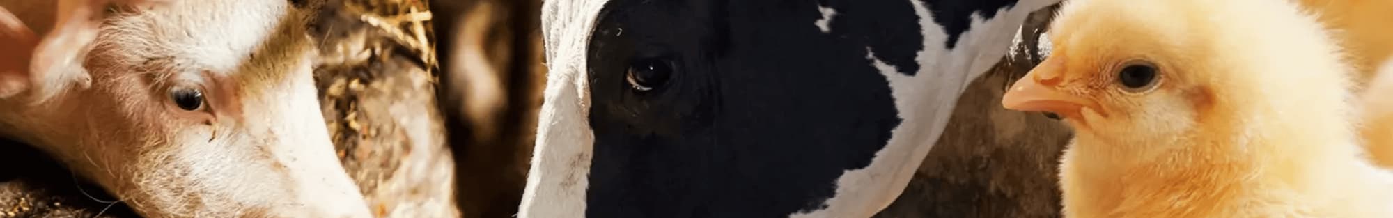 Ein Schwein, eine Kuh und ein Küken
