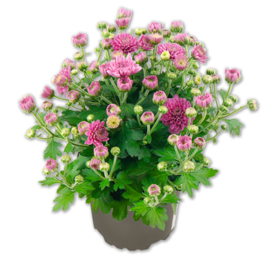 Bauernchrysantheme*