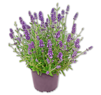 Lavendel*