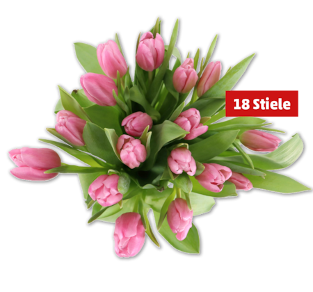 Tulpen*