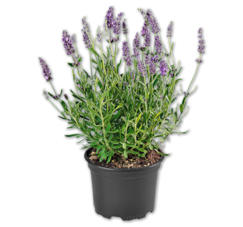Lavendel*