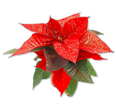 Mini-Weihnachtsstern*