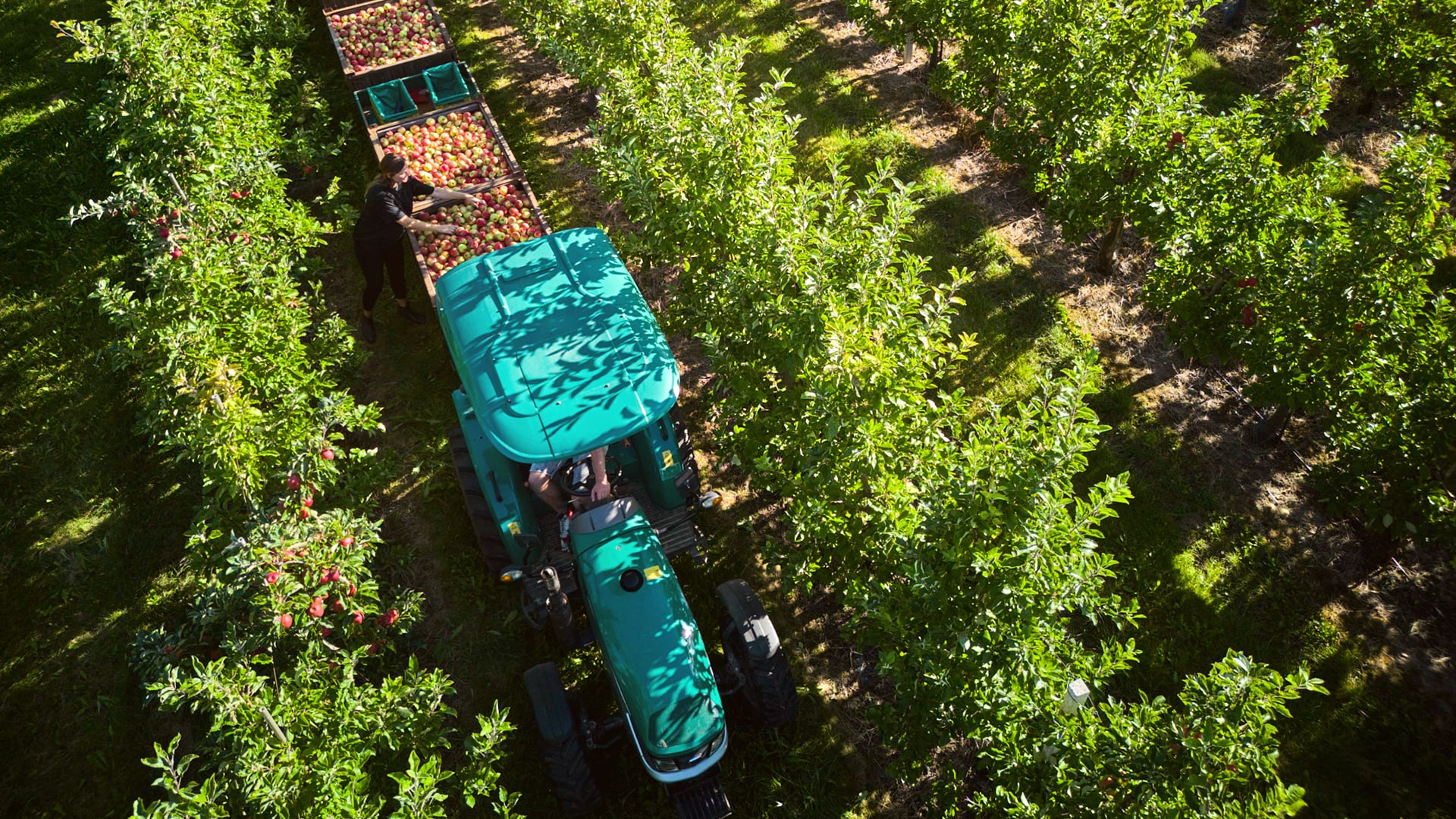 Äpfel werden auf einem Laufband transportiert und sortiert.
