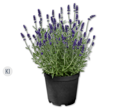 Lavendel*
