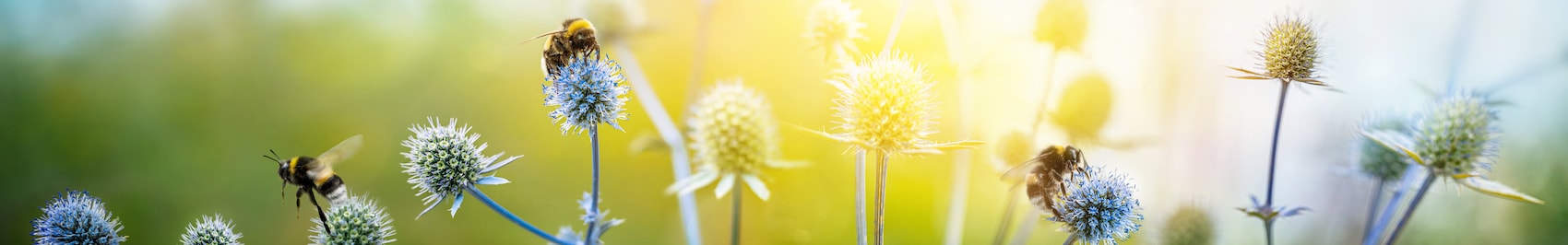 Mehrere Bienen sitzen auf Blumen auf einer Wiese.