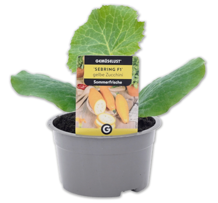 Gemüsepflanze 1.69