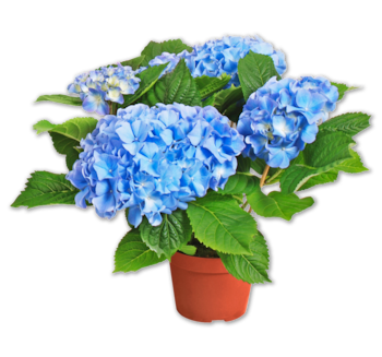 Hortensie*