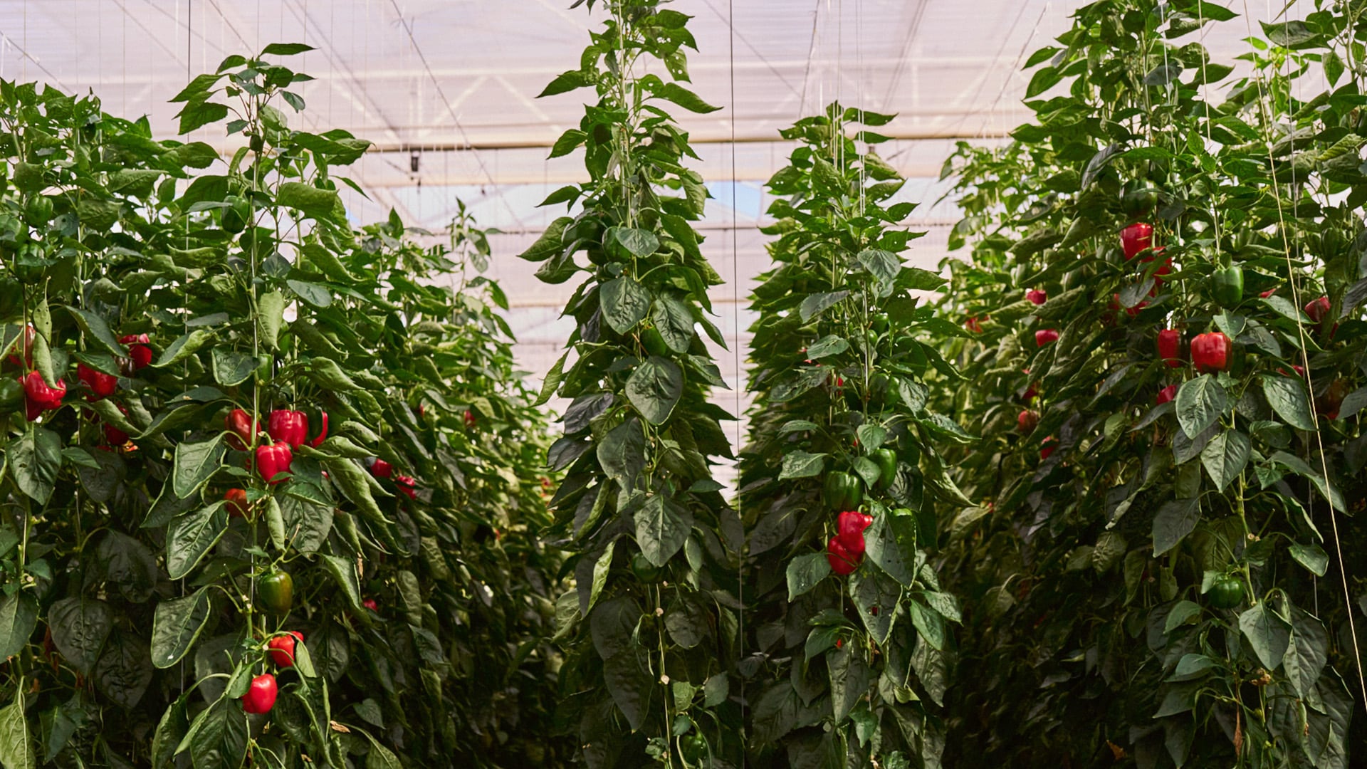 Wolfgang Steiner hält Tomaten in der Hand.