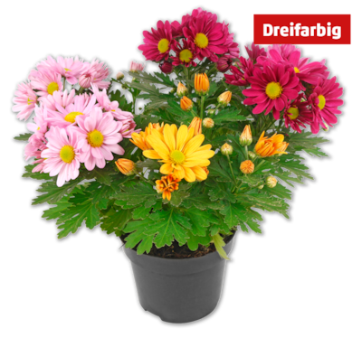 Chrysanthemen-Trio*