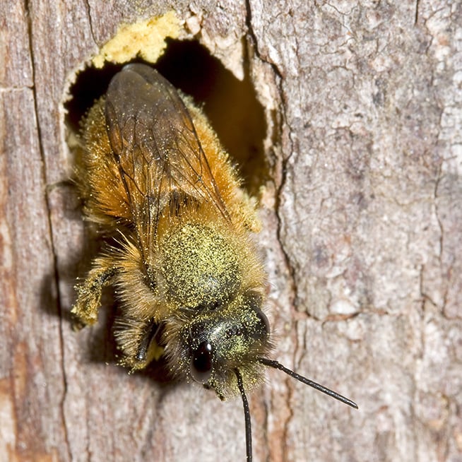 Eine Biene krabbelt aus einer Niststelle im Holz