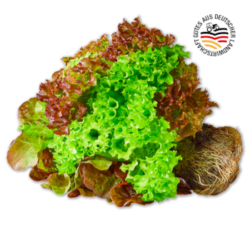 Deutsches Salat-Trio mit Wurzeln 1.00