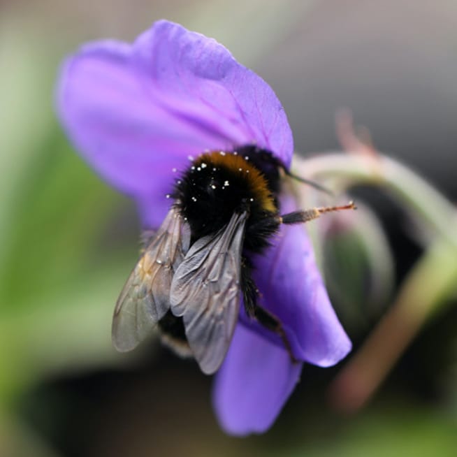 Eine Biene an einer lila Blüte