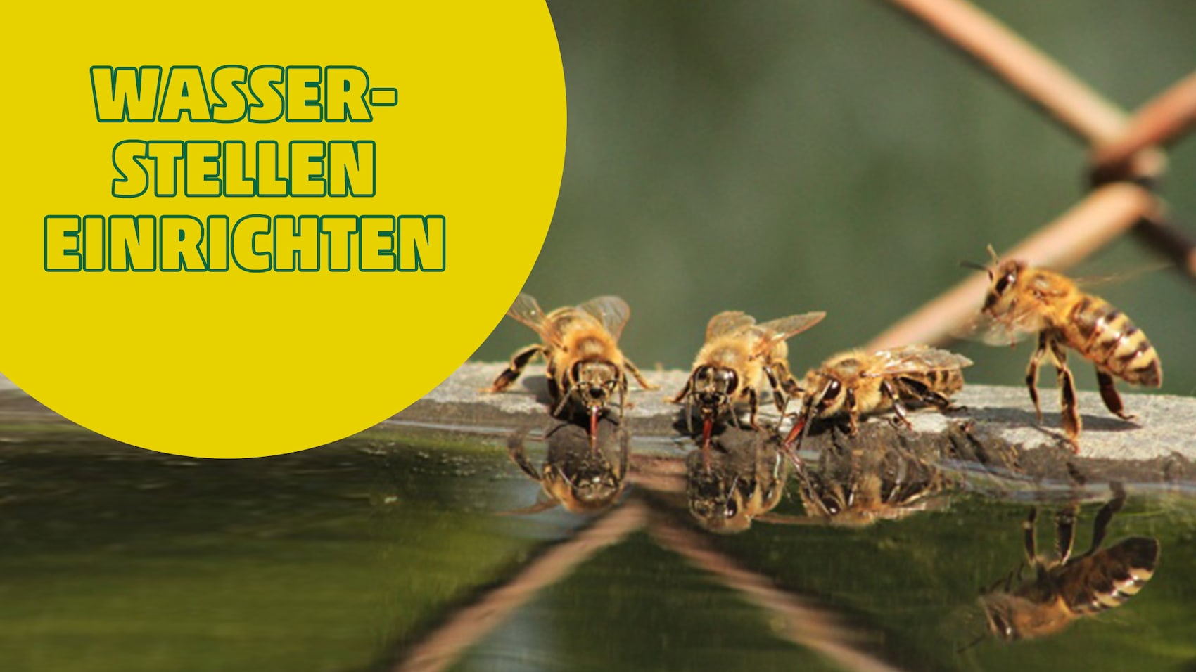 Mehrere Bienen an einer Wasserstelle mit gelbem Kreis und Text.