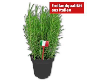 Italienische Kräuter*