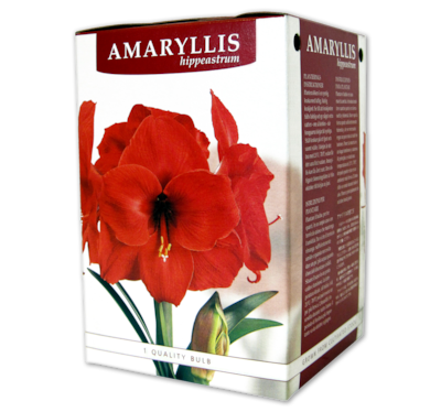 Amaryllis-Zwiebel*