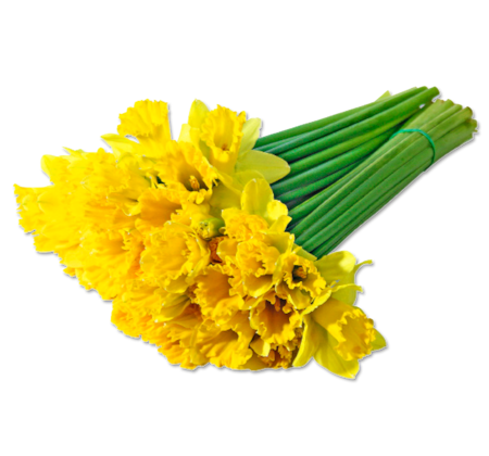 Narzissen im Bund