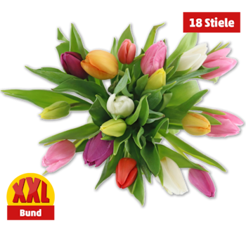 Tulpen Harlekin*