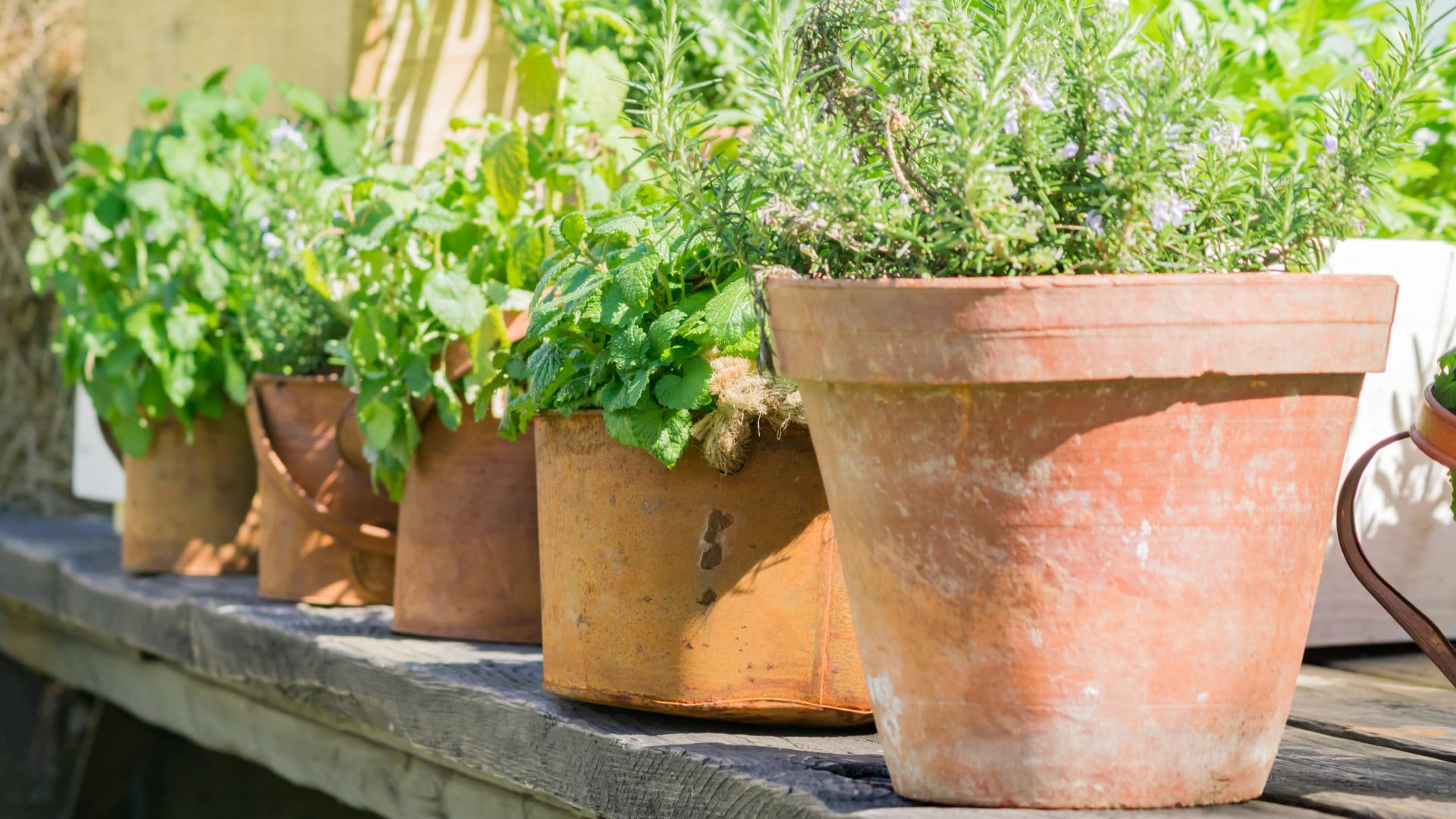 PENNY-Kräuter-Ton-1920x1080