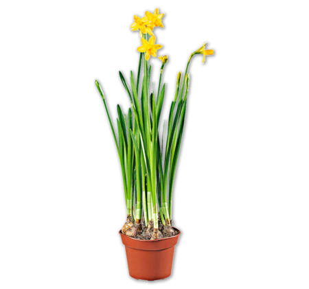Narzisse*