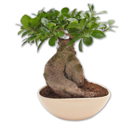 Ginseng-Bonsai*