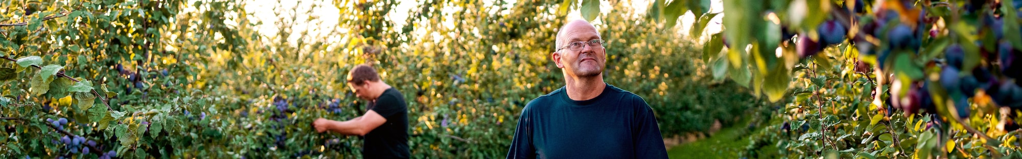 Ein Ausschnitt eines großen Bohnenfeldes