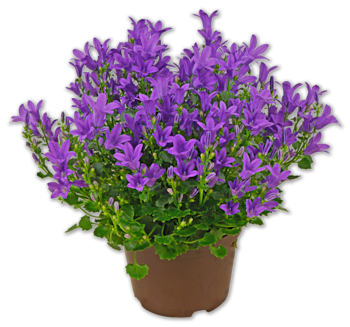 Glockenblume*