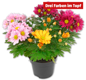 Chrysanthemen-Trio*