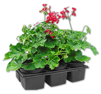 Stehende oder hängende Geranien*