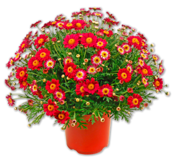 Margeritenbusch*