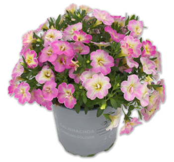 Zauberglöckchen „Changing Colours“*