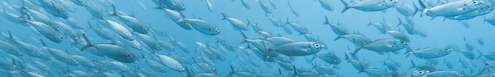 Ein Schwarm Fische schwimmt im Ozean