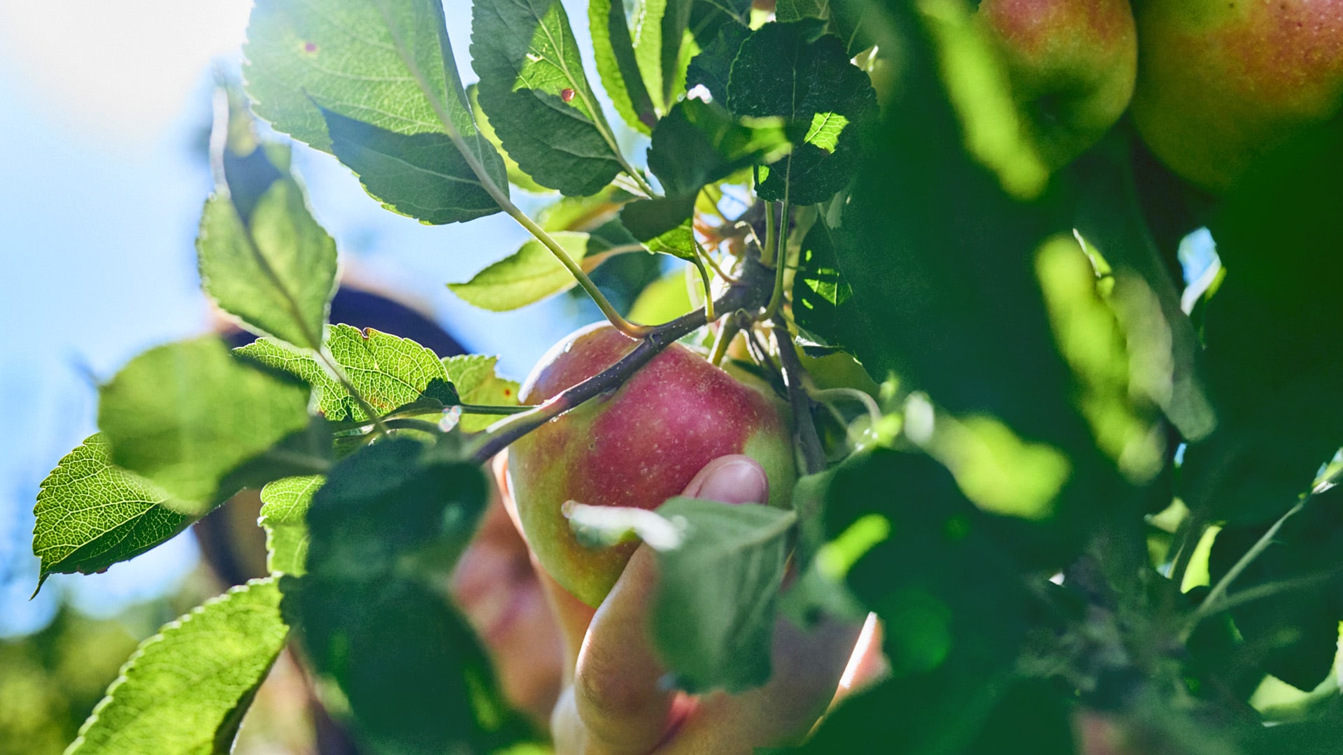 Es sind viele frische Äpfel auf einem Laufband zu sehen. Eine weibliche Hand hält einen der Äpfel in der Hand.