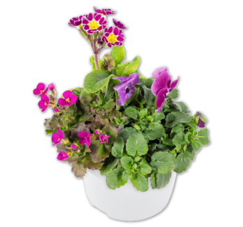 Frühlingsmix „Spring Break“*