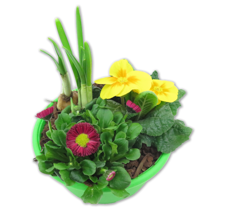 Bepflanzte Frühlingsschale*