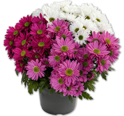 Chrysantheme*