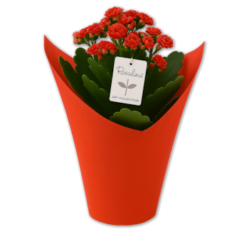 Kalanchoe „Rosalina in Love“*