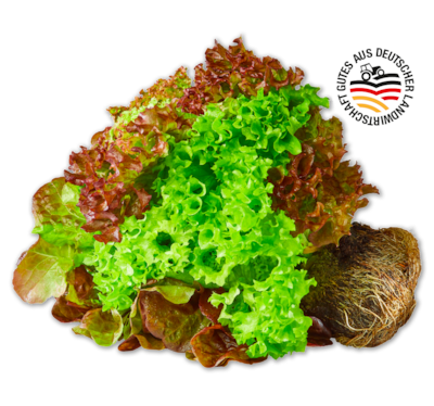 Deutsches Salat-Trio mit Wurzeln*