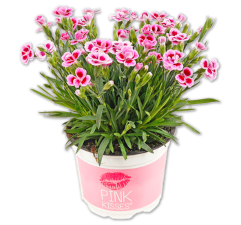 Nelke „Pink Kisses“*