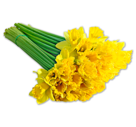 Narzissen im Bund*