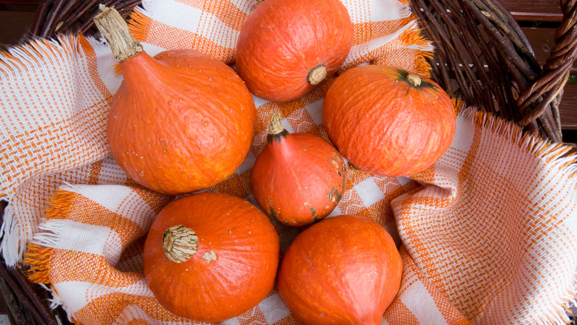 Auswahl vieler Hokkaido Kürbisse