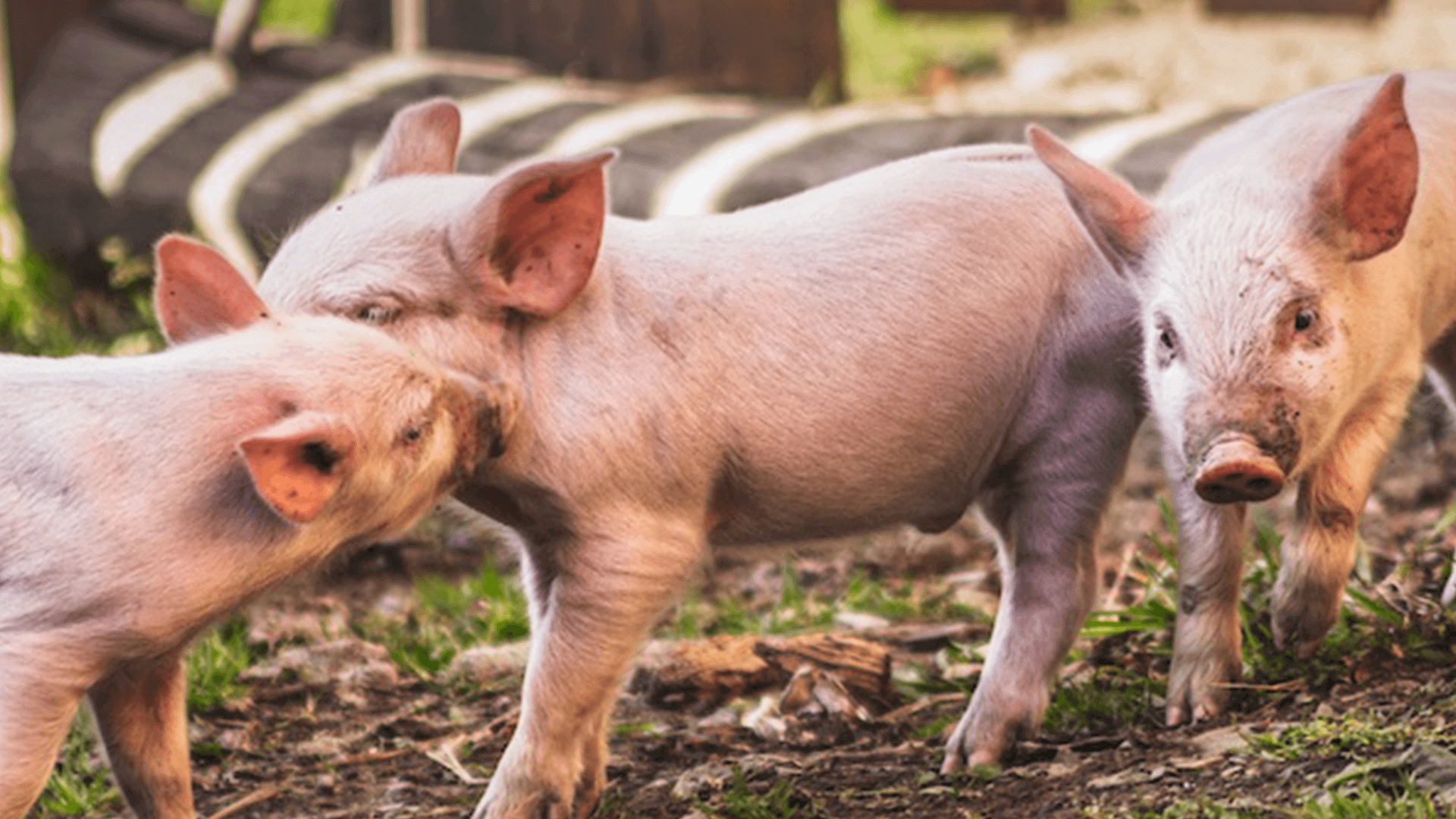 Mehrere Schweine auf einer Wiese