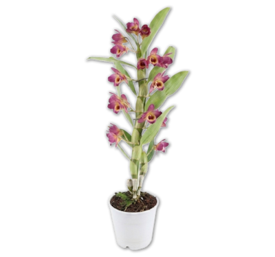 Orchideen*