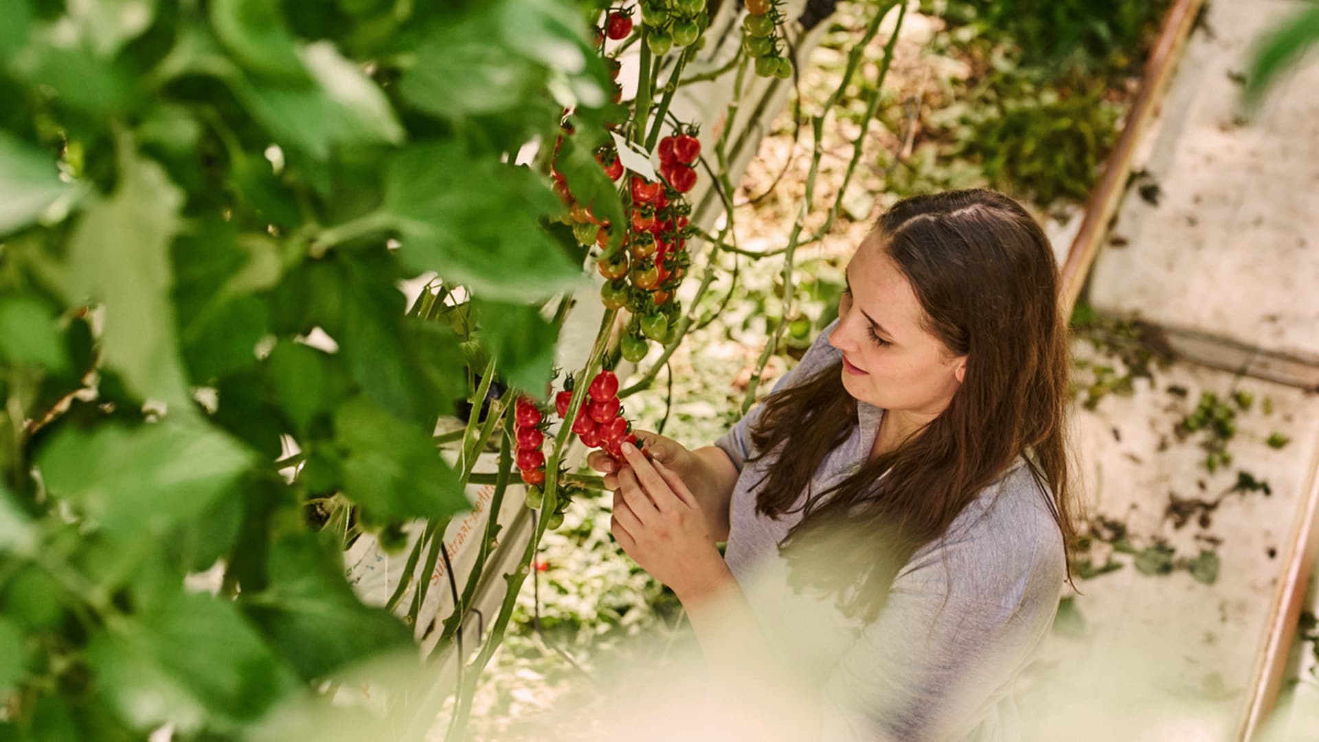 Man sieht Jana Knodt wie sie mit einem Refraktometer den Brixwert ihrer Tomaten misst.
