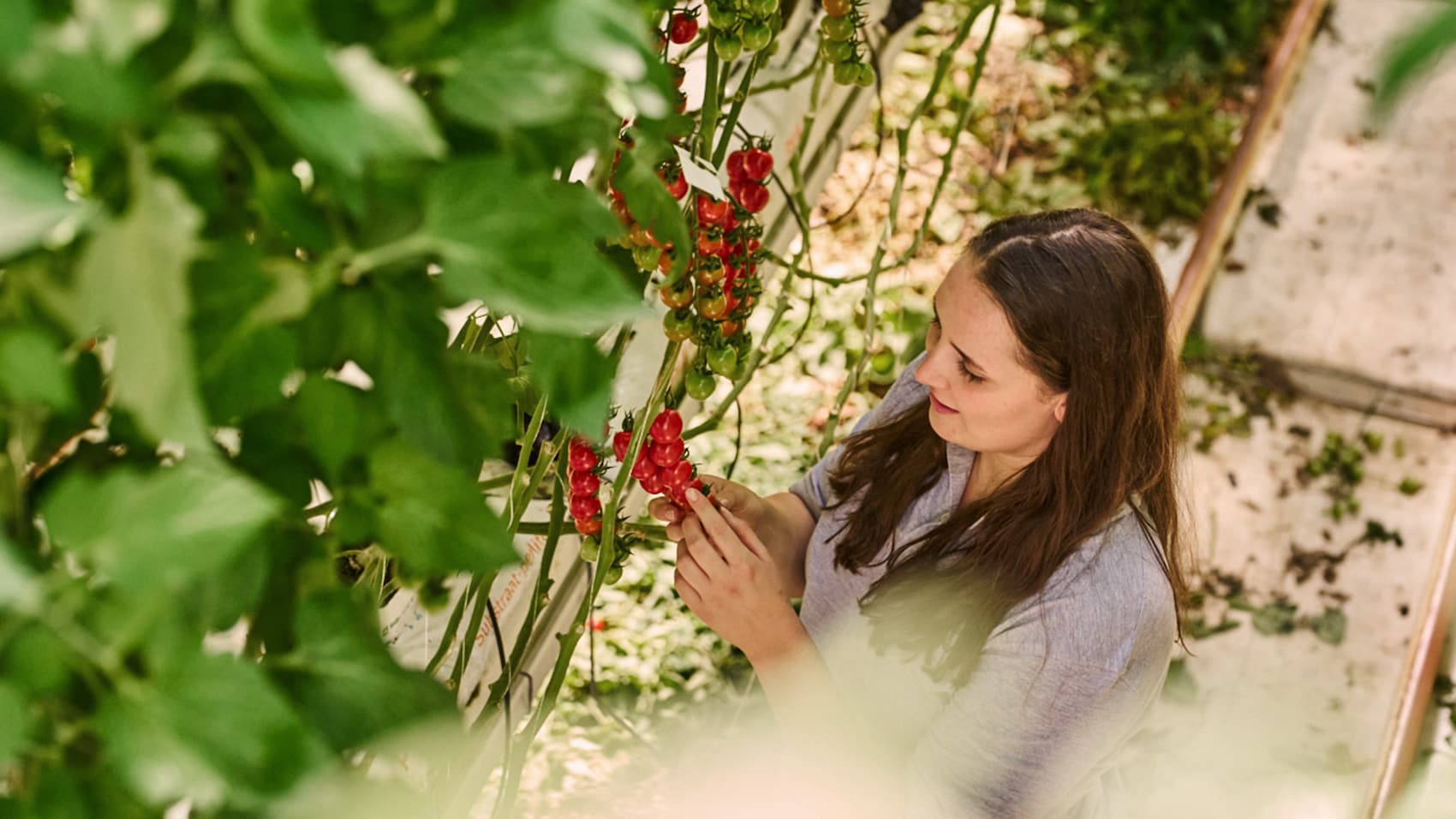 Man sieht Jana Knodt wie sie mit einem Refraktometer den Brixwert ihrer Tomaten misst.