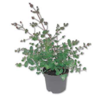 Eukalyptus*