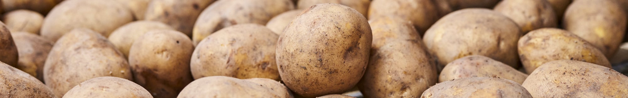 Ein Ausschnitt eines großen Bohnenfeldes