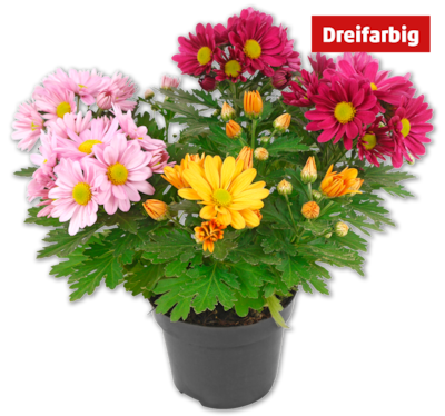 Chrysanthemen-Trio*