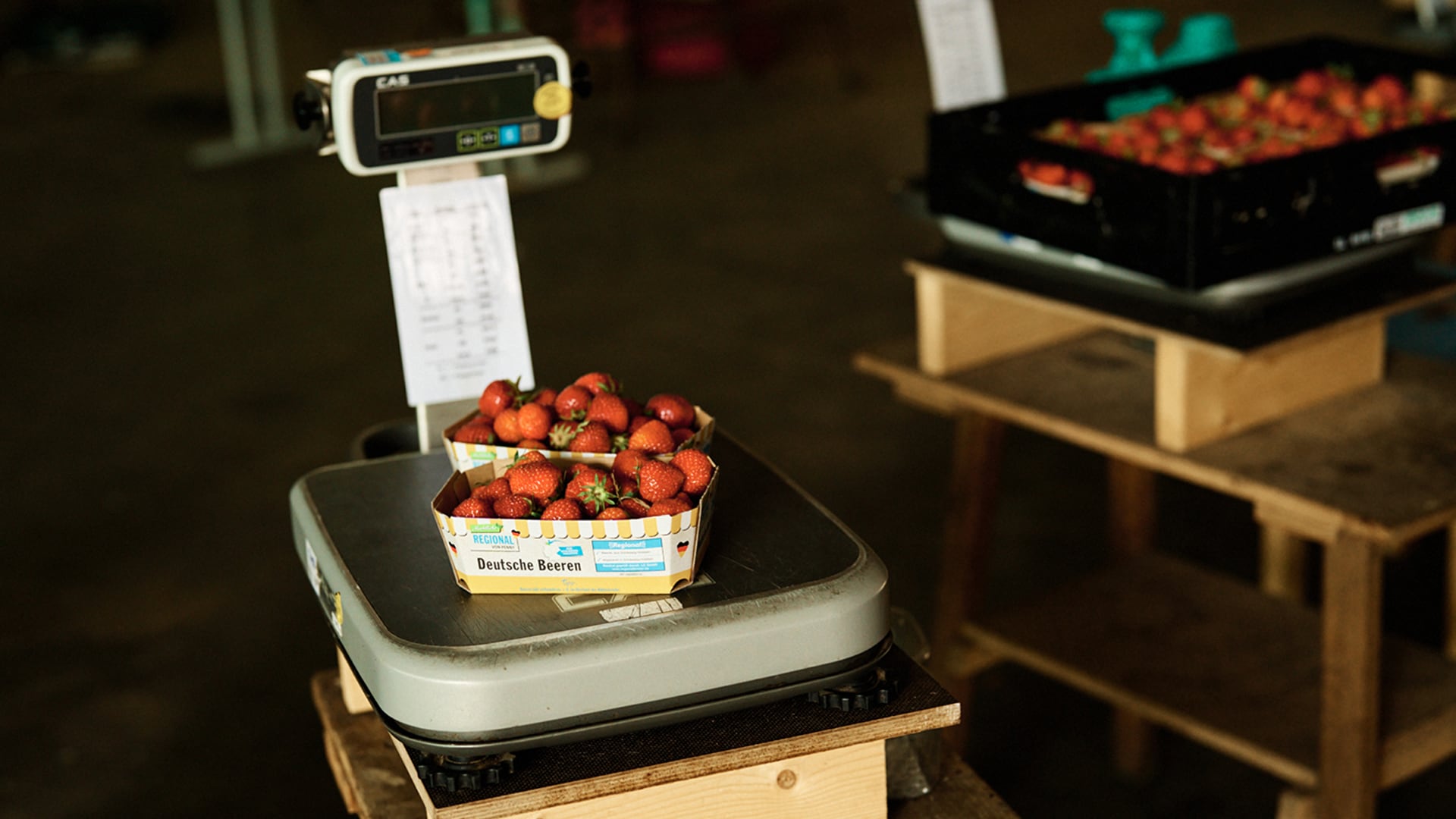 Man sieht Jana Knodt dabei, wie sie die Tomaten überprüft