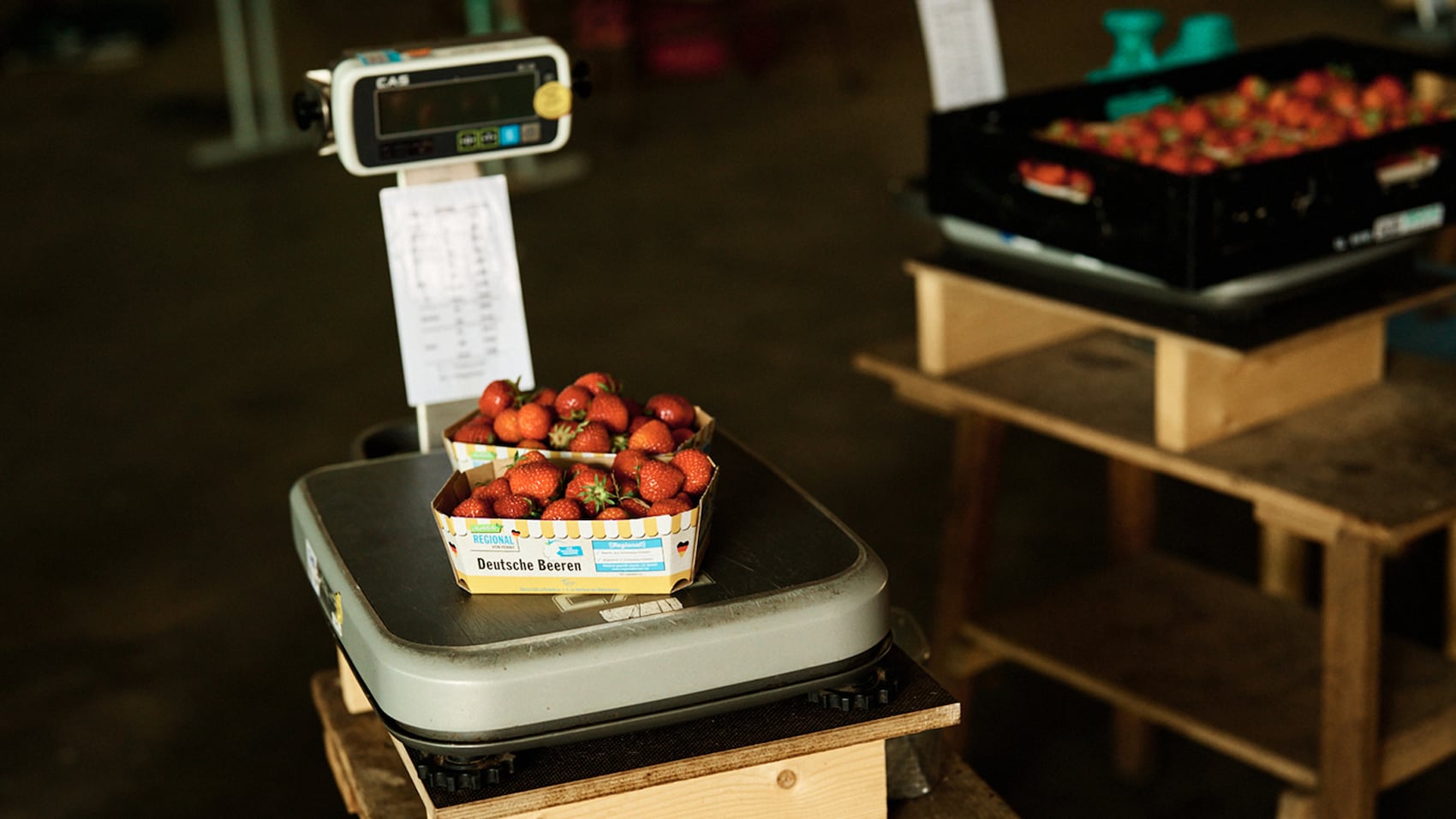 Man sieht Jana Knodt dabei, wie sie die Tomaten überprüft