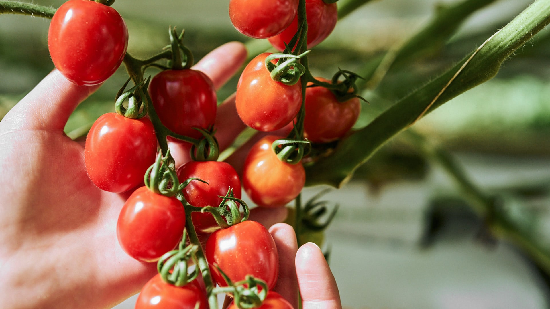 Man sieht Jana Knodt dabei, wie sie die Tomaten überprüft